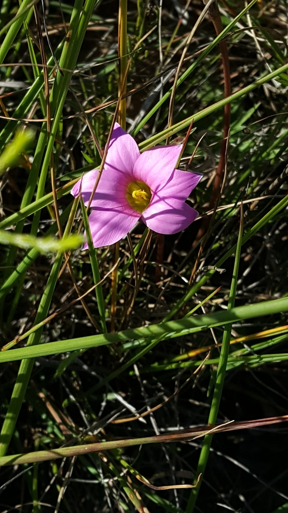 Romulea autumnalis, Addo Elephant, ZA-EC-CC, ZA-EC, ZA
