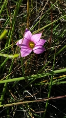 Romulea autumnalis