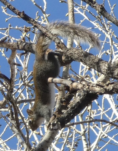Arizona Gray Squirrel