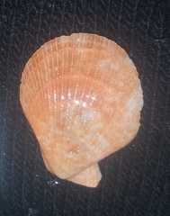 Talochlamys multistriata