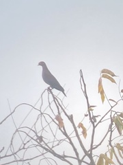 Patagioenas