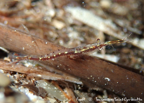 Representative image of Siriella