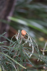 Banksia plumosa