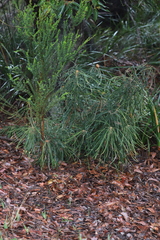 Banksia plumosa