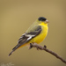 Lesser Goldfinch - Photo (c) Robert Shea, some rights reserved (CC BY-NC)