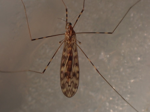 Sixspot Cranefly