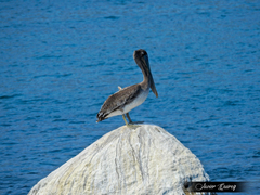 Pelecanus occidentalis