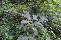 Solanum linnaeanum