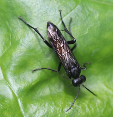 Macrophya annulata