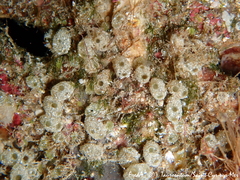 Ecteinascidia herdmani