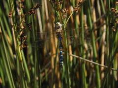 Rhionaeschna absoluta
