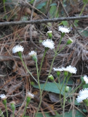 Ageratina bellidifolia