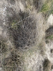 Lygeum spartum