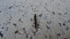 Polydesmida