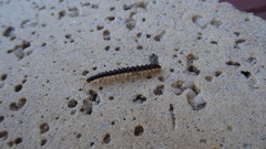 Polydesmida