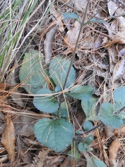Ageratina bellidifolia