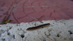 Polydesmida