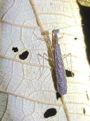 Pseudomiopteryx