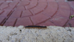 Polydesmida