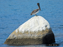 Pelecanus occidentalis