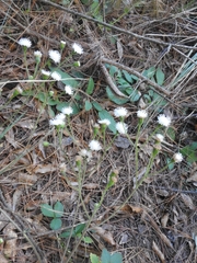Ageratina bellidifolia
