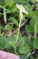 Thunbergia atriplicifolia