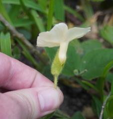 Thunbergia atriplicifolia