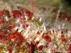 Clavularia crassa
