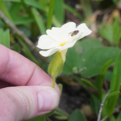 Thunbergia atriplicifolia