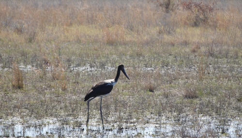 Saddle-billed Stork