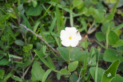 Thunbergia atriplicifolia