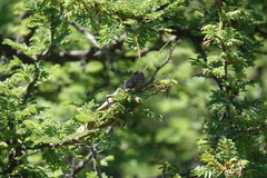 Tropidacris collaris