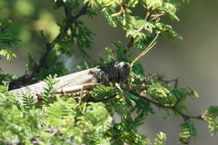 Tropidacris collaris