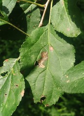 Stigmella purpuratella