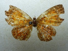 Parvospila lucianus