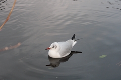 Chroicocephalus ridibundus