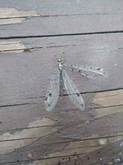 Dendroleon speciosus