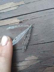 Dendroleon speciosus