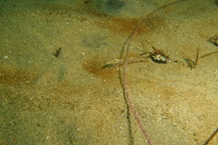 Crangon nigromaculata