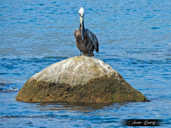Pelecanus occidentalis