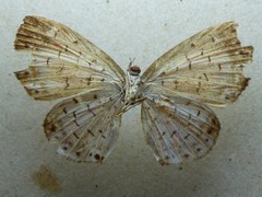 Parvospila lucianus