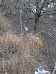 Ardea cinerea