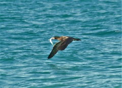 Sula leucogaster leucogaster