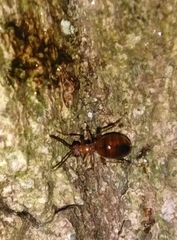 Biorhiza