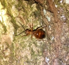 Biorhiza