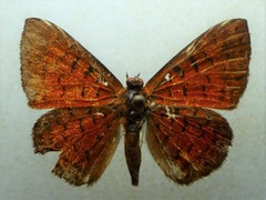 Parvospila lucianus