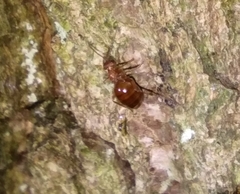 Biorhiza