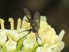 Rhamphomyia