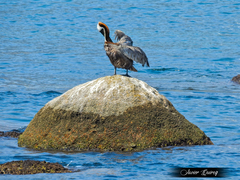 Pelecanus occidentalis