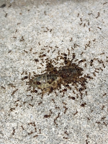 African Big-headed Ant photo 5